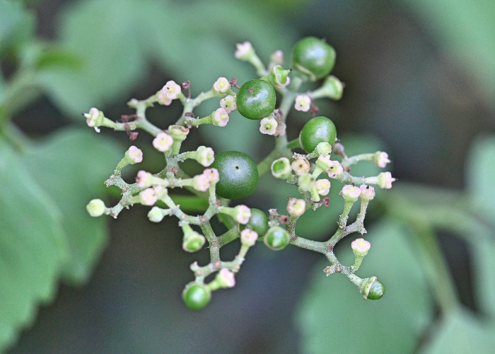 South East Queensland Plants Vitaceae
